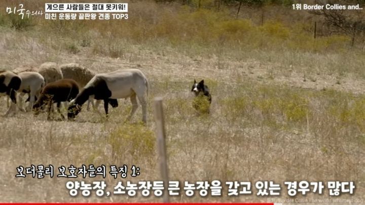 수의사가 말하는 미친 운동량 견종 TOP3 | 인스티즈
