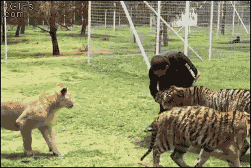 주인과 장난치는게 좋은 고양이.gif | 인스티즈