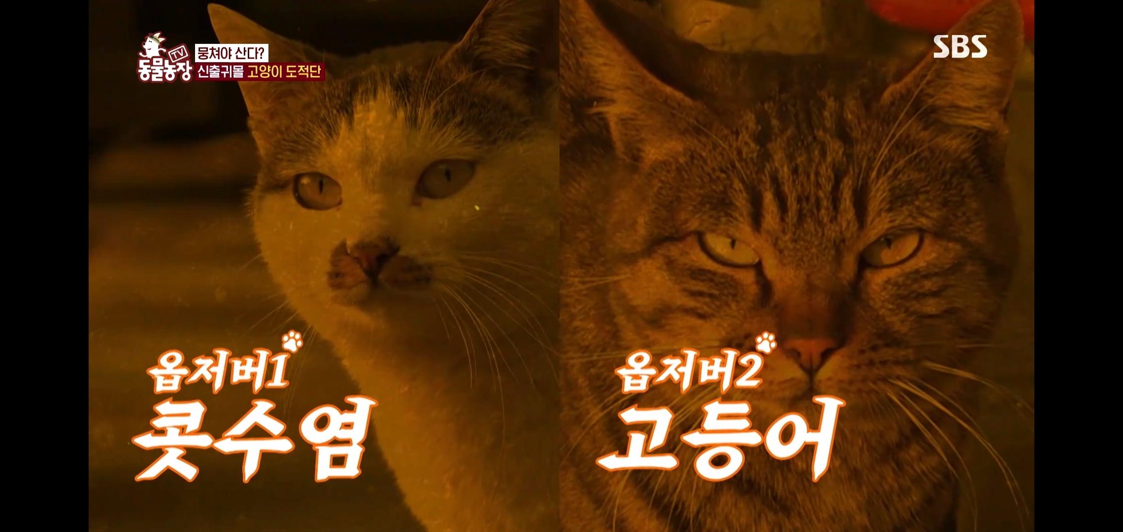 오늘자 동물농장에 나온 100만원 피해 일으킨 진짜 도둑고양이들.jpg | 인스티즈