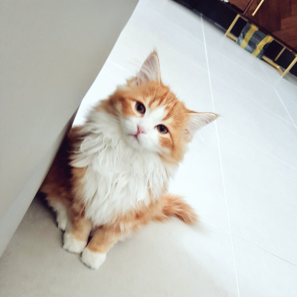 인터넷에서 겁나 유명한 이 고양이의 정체.....jpg | 인스티즈