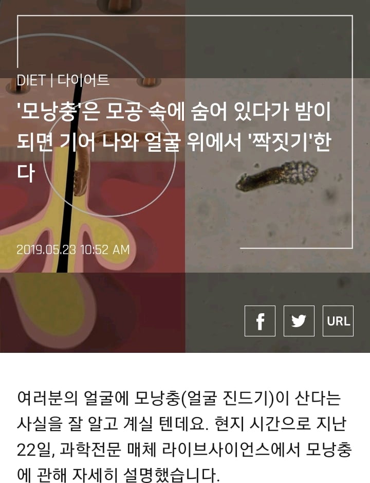 '모낭충'은 모공 속에 숨어 있다가 밤이 되면 기어 나와 얼굴 위에서 '짝짓기'한다 | 인스티즈