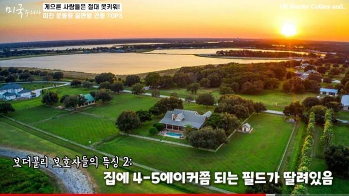 수의사가 말하는 미친 운동량 견종 TOP3 | 인스티즈