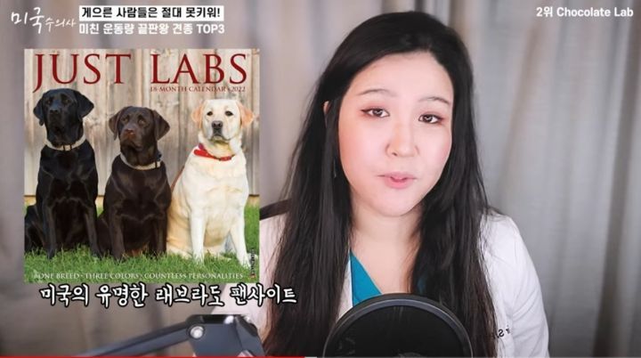 수의사가 말하는 미친 운동량 견종 TOP3 | 인스티즈