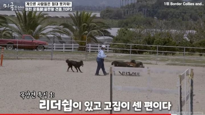 수의사가 말하는 미친 운동량 견종 TOP3 | 인스티즈