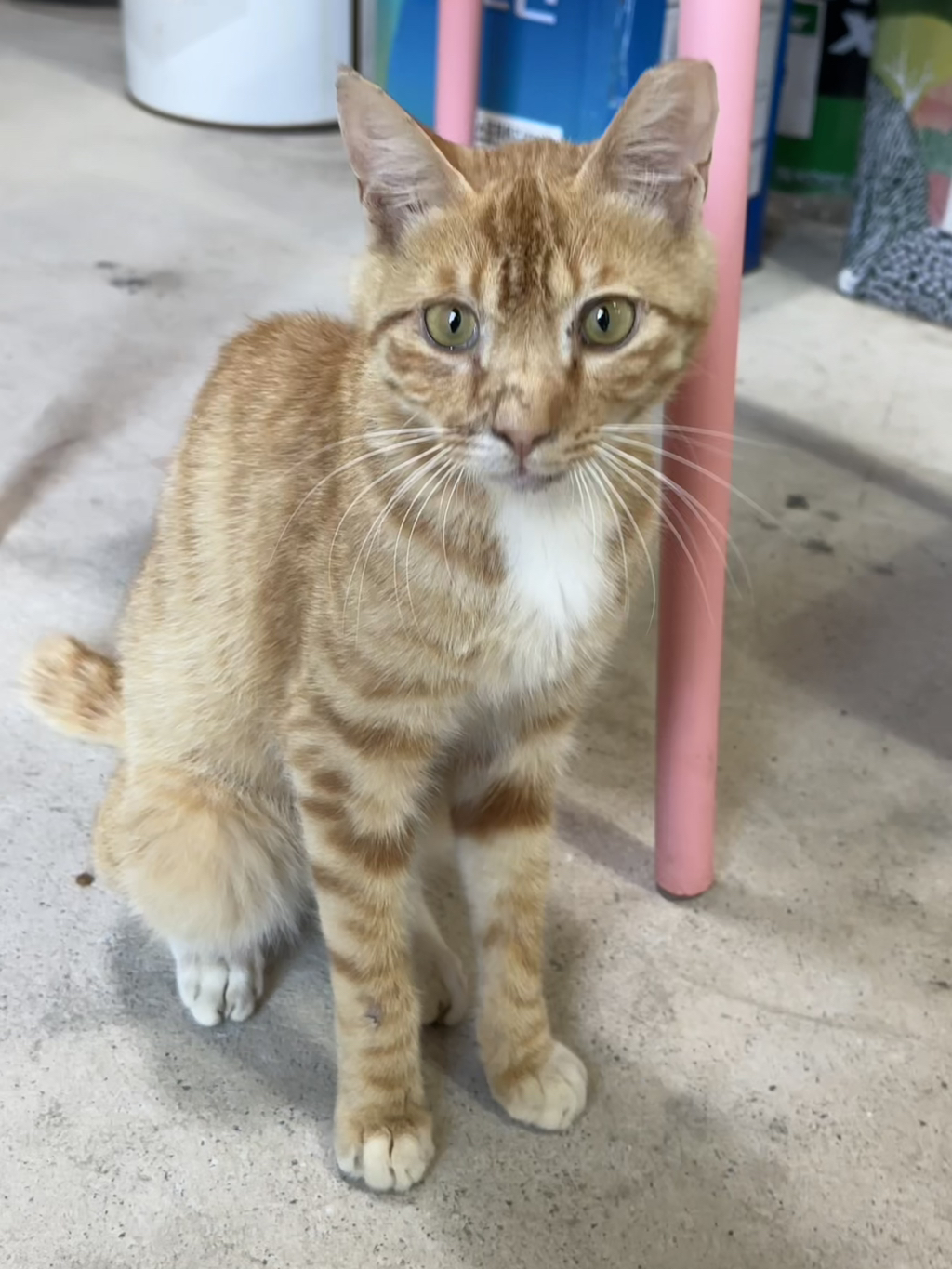 우리집 3냥이 구조전/구조후 비교 | 인스티즈