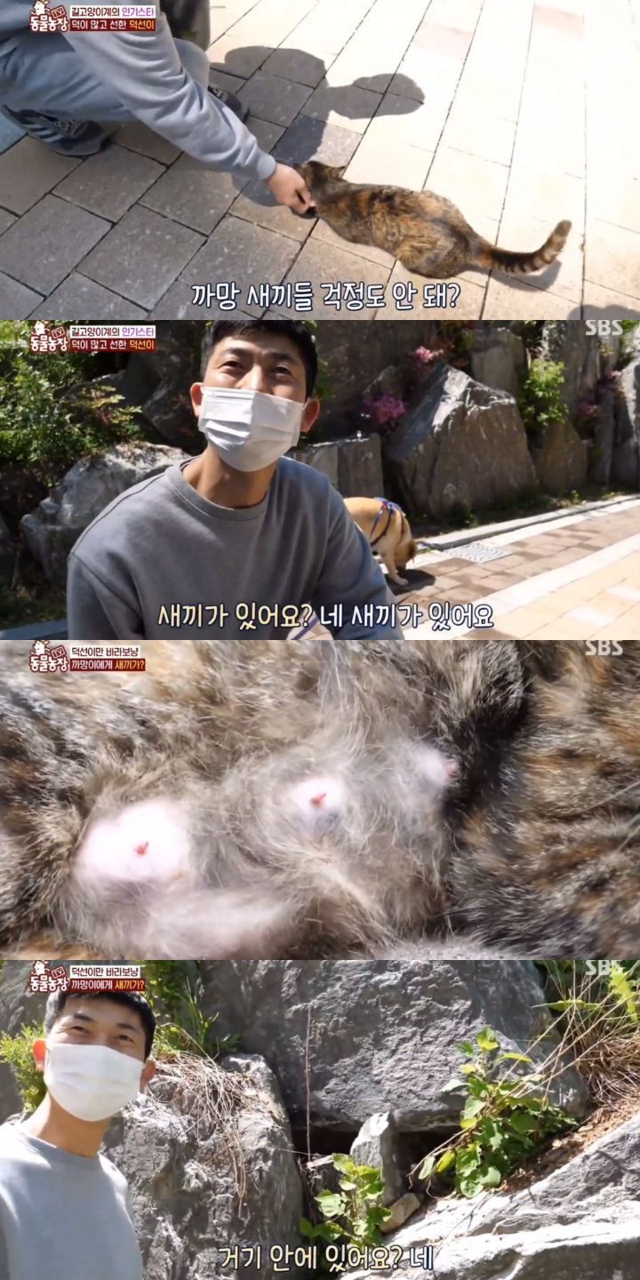 [동물농장] 리트리버에게 푹 빠진 길고양이들.jpg | 인스티즈
