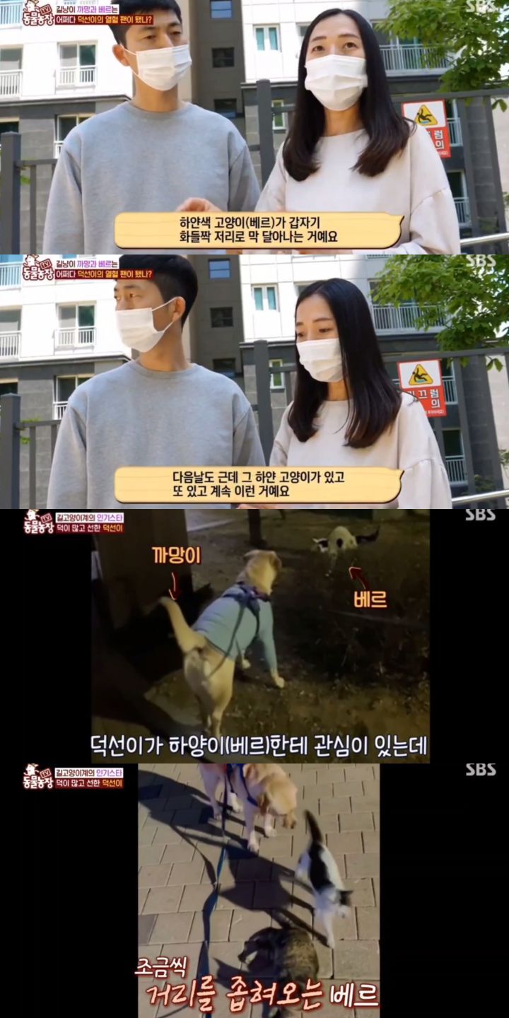 [동물농장] 리트리버에게 푹 빠진 길고양이들.jpg | 인스티즈
