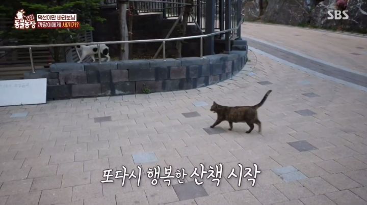[동물농장] 리트리버에게 푹 빠진 길고양이들.jpg | 인스티즈