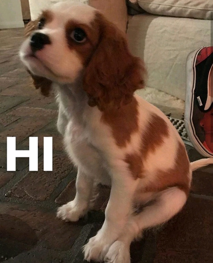 셀레나 고메즈가 키우는 강아지 Charlie gomez | 인스티즈