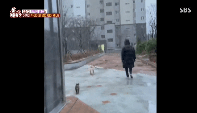 [동물농장] 리트리버에게 푹 빠진 길고양이들.jpg | 인스티즈