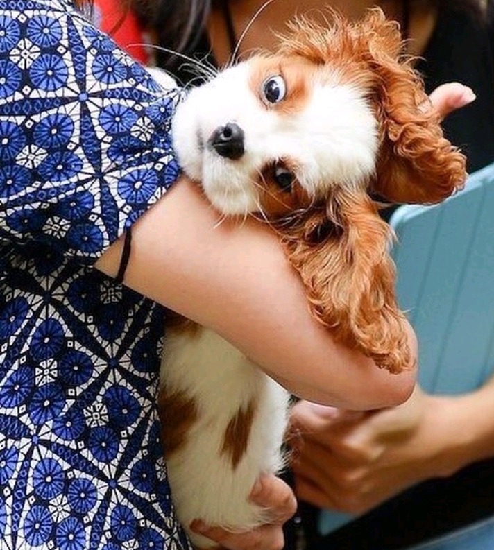 셀레나 고메즈가 키우는 강아지 Charlie gomez | 인스티즈