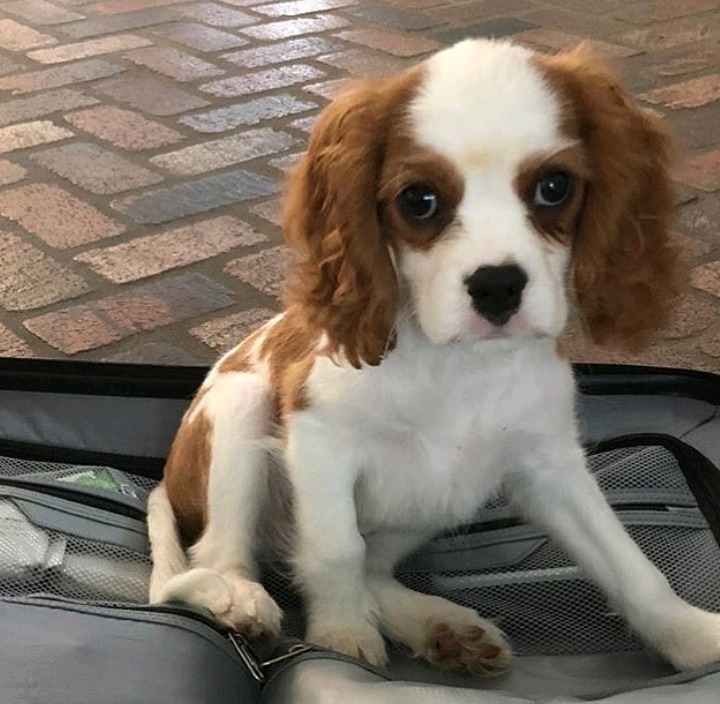 셀레나 고메즈가 키우는 강아지 Charlie gomez | 인스티즈