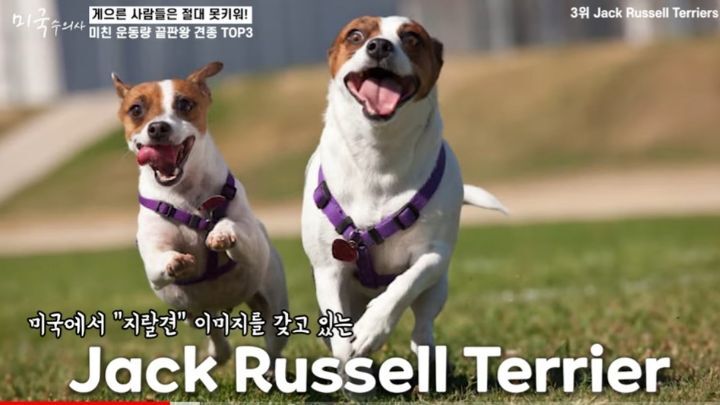 수의사가 말하는 미친 운동량 견종 TOP3 | 인스티즈