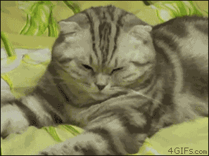 꾸벅꾸벅 조는 고양이들.gif | 인스티즈