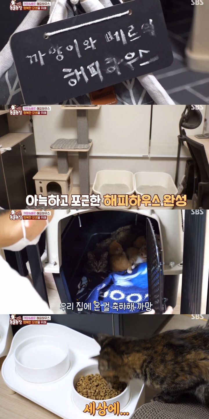 [동물농장] 리트리버에게 푹 빠진 길고양이들.jpg | 인스티즈
