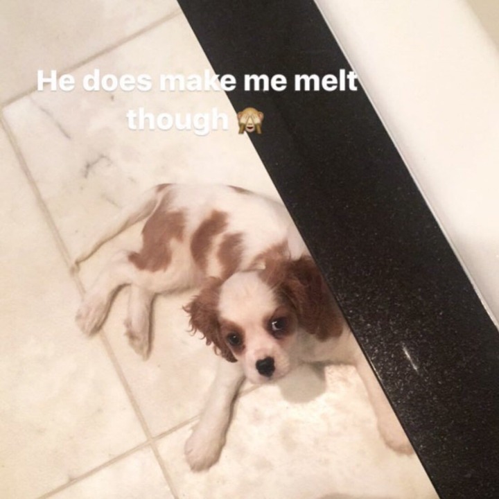 셀레나 고메즈가 키우는 강아지 Charlie gomez | 인스티즈