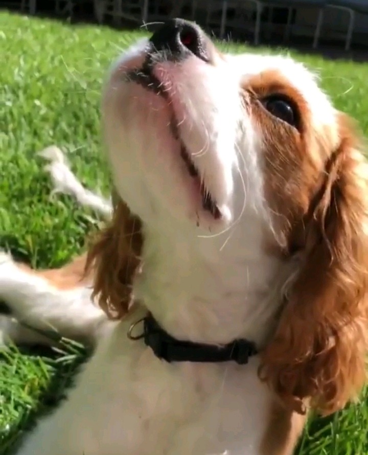 셀레나 고메즈가 키우는 강아지 Charlie gomez | 인스티즈