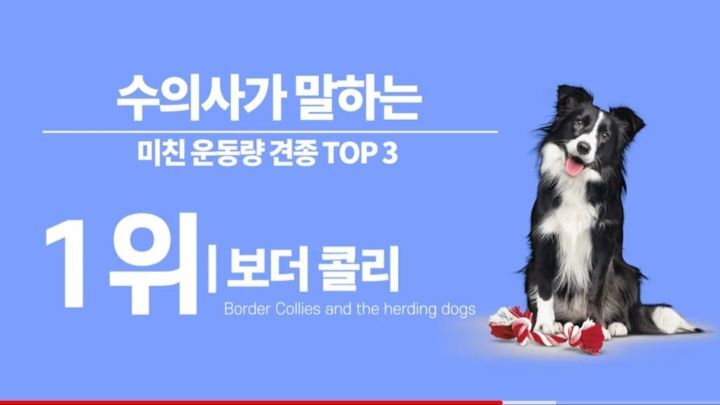 수의사가 말하는 미친 운동량 견종 TOP3 | 인스티즈