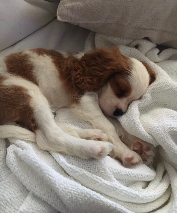 셀레나 고메즈가 키우는 강아지 Charlie gomez | 인스티즈