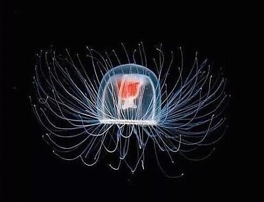 영원히 사는 생명체 | 인스티즈