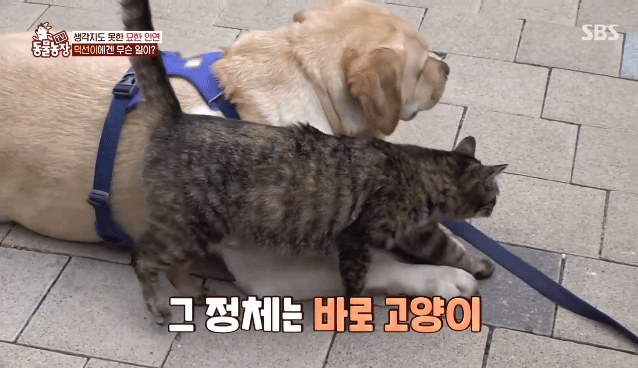 [동물농장] 리트리버에게 푹 빠진 길고양이들.jpg | 인스티즈