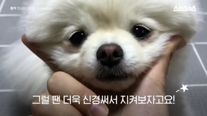 강아지가 신이 나면 재채기 하는 이유 | 인스티즈