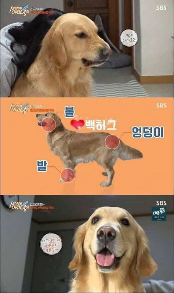 리트리버가 이렇게 화내는 거 첨봄 | 인스티즈