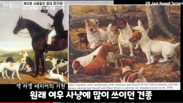수의사가 말하는 미친 운동량 견종 TOP3 | 인스티즈