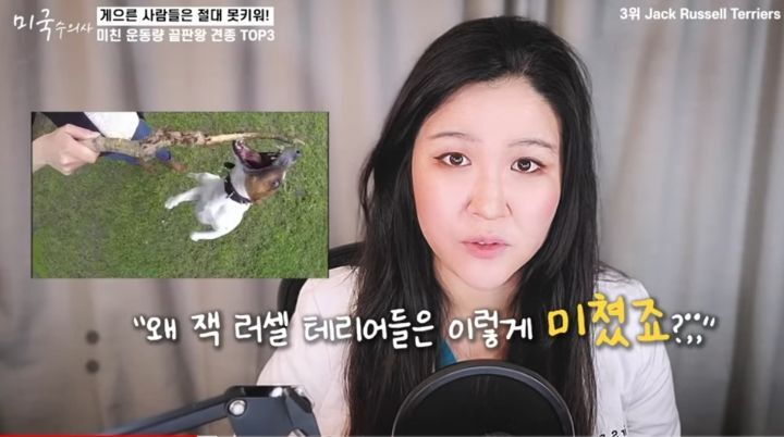 수의사가 말하는 미친 운동량 견종 TOP3 | 인스티즈
