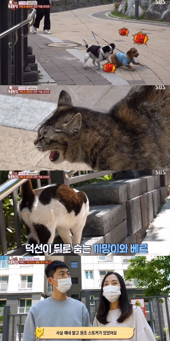 [동물농장] 리트리버에게 푹 빠진 길고양이들.jpg | 인스티즈