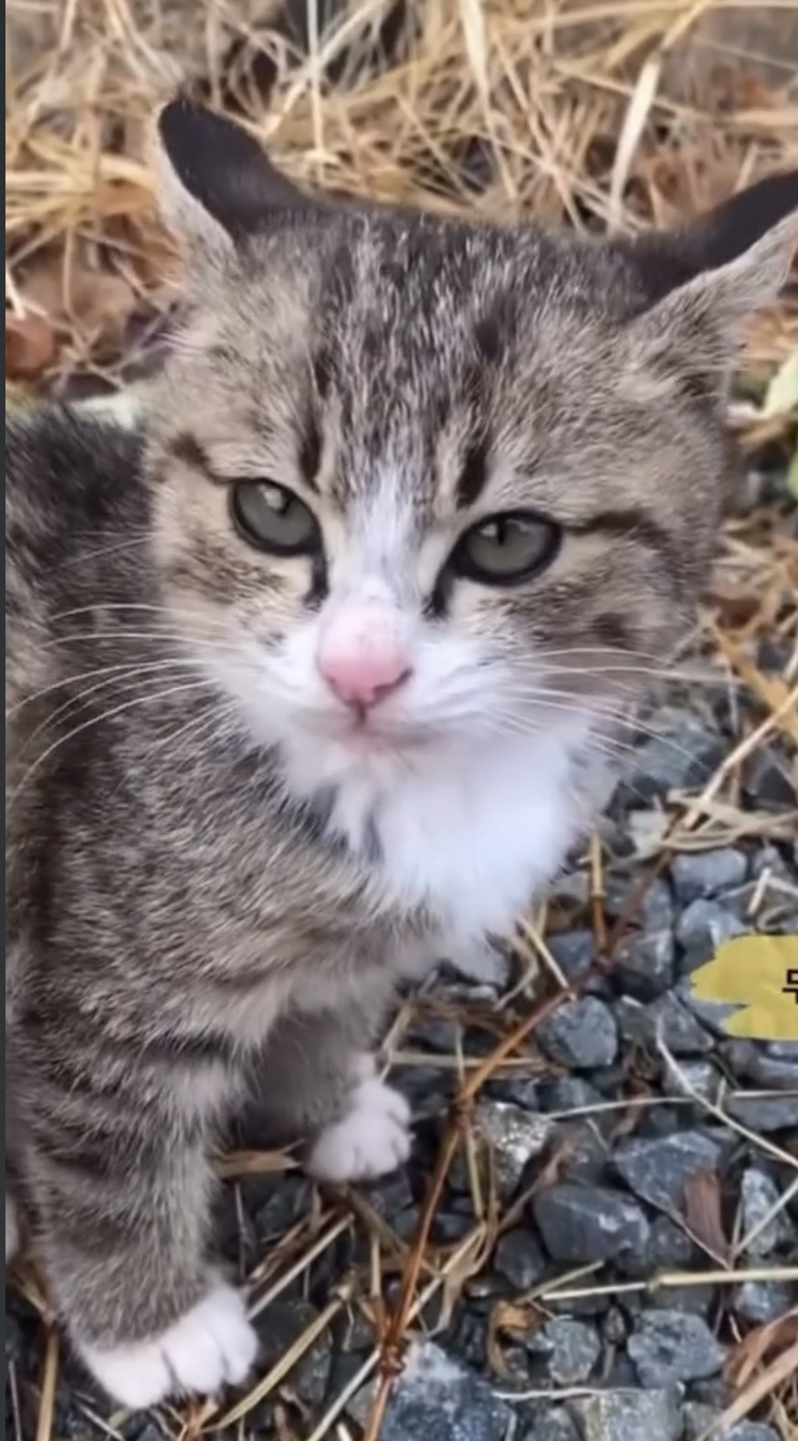 우리집 3냥이 구조전/구조후 비교 | 인스티즈