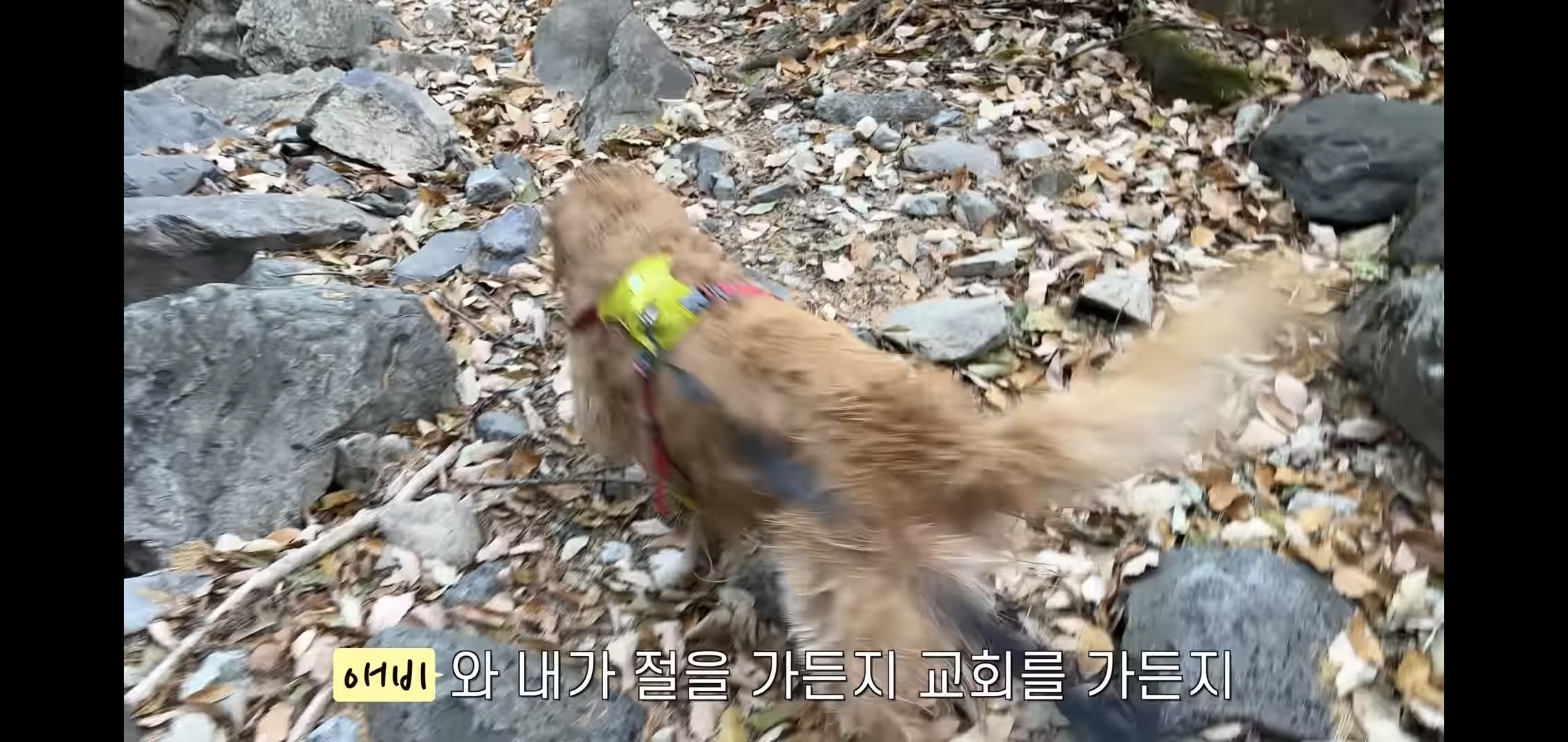 골든리트리버 키우고 싶을 때 보면 생각이 바뀌는 영상 | 인스티즈