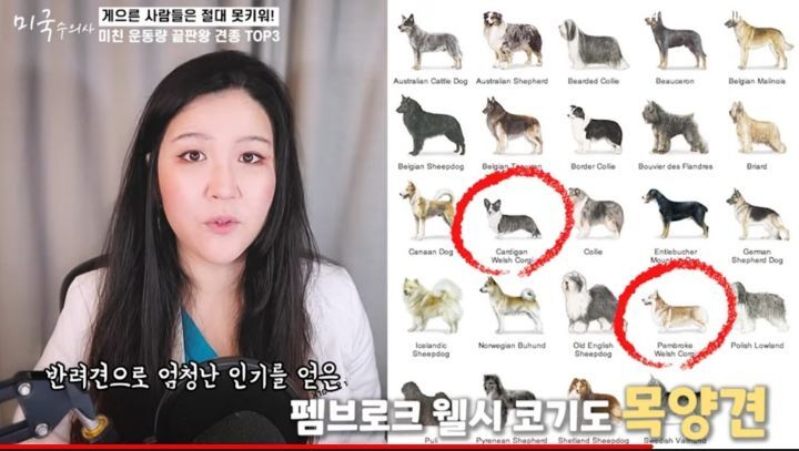 수의사가 말하는 미친 운동량 견종 TOP3 | 인스티즈