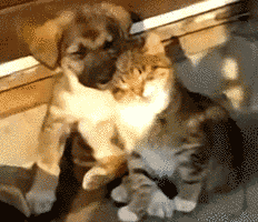 꾸벅꾸벅 조는 고양이들.gif | 인스티즈