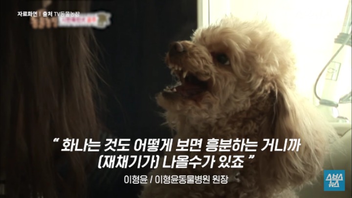 강아지가 신이 나면 재채기 하는 이유 | 인스티즈