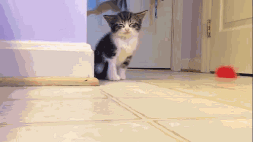 꾸벅꾸벅 조는 고양이들.gif | 인스티즈