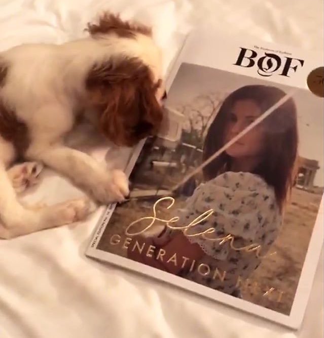 셀레나 고메즈가 키우는 강아지 Charlie gomez | 인스티즈