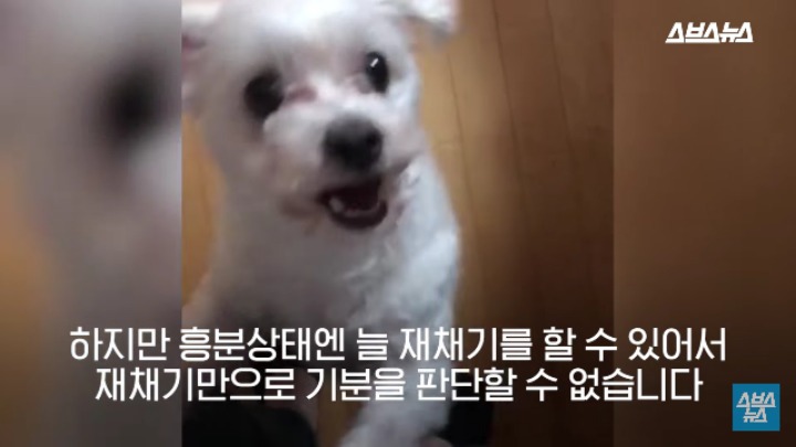 강아지가 신이 나면 재채기 하는 이유 | 인스티즈