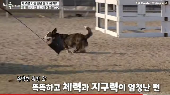수의사가 말하는 미친 운동량 견종 TOP3 | 인스티즈