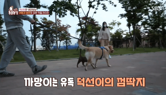 [동물농장] 리트리버에게 푹 빠진 길고양이들.jpg | 인스티즈