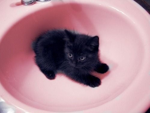 까만 고양이.jpg | 인스티즈