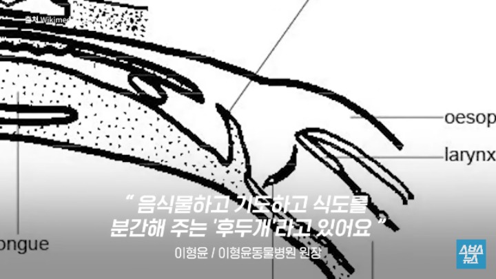 강아지가 신이 나면 재채기 하는 이유 | 인스티즈