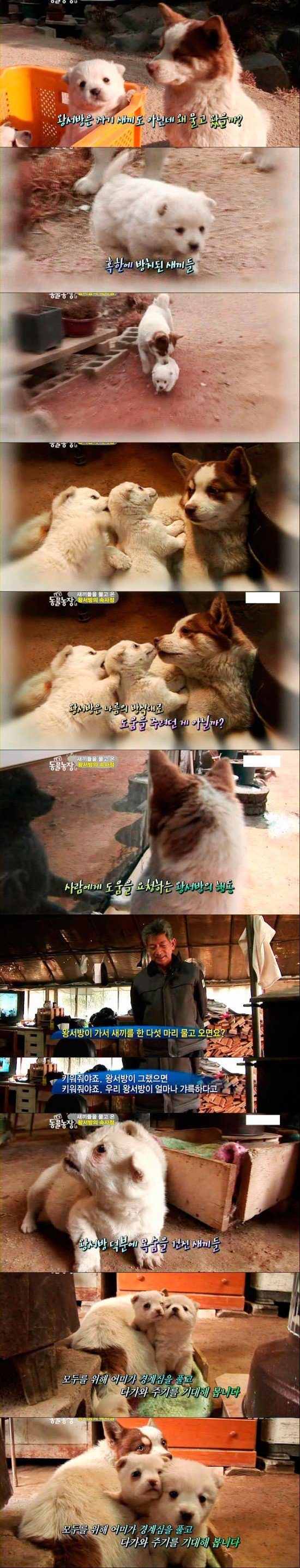 강아지의 부성애 | 인스티즈