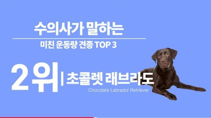 수의사가 말하는 미친 운동량 견종 TOP3 | 인스티즈