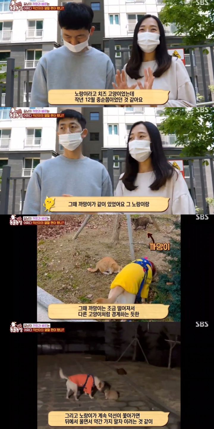[동물농장] 리트리버에게 푹 빠진 길고양이들.jpg | 인스티즈