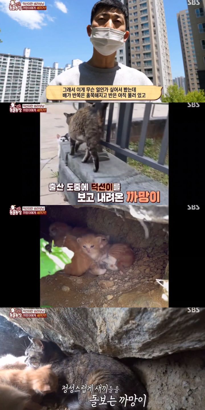[동물농장] 리트리버에게 푹 빠진 길고양이들.jpg | 인스티즈