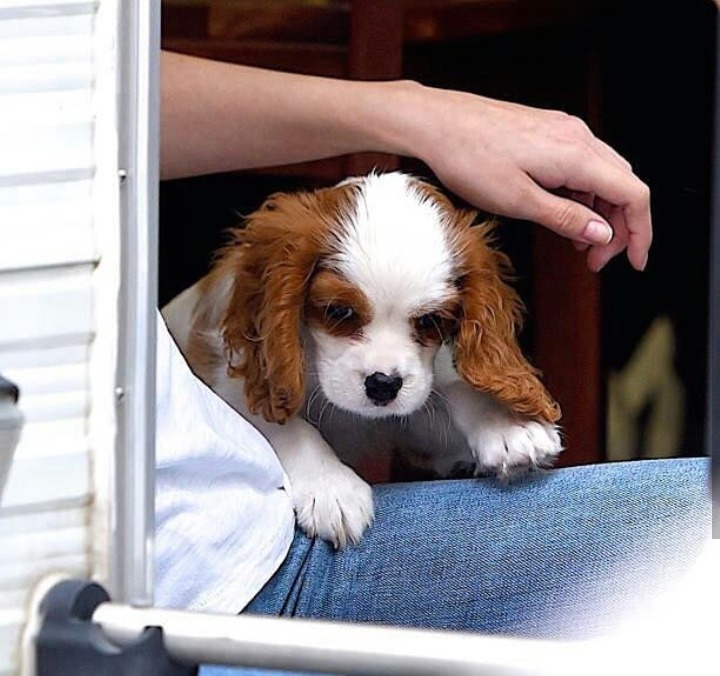 셀레나 고메즈가 키우는 강아지 Charlie gomez | 인스티즈