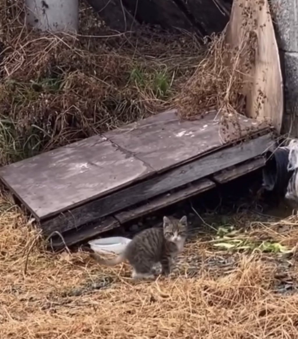 우리집 3냥이 구조전/구조후 비교 | 인스티즈