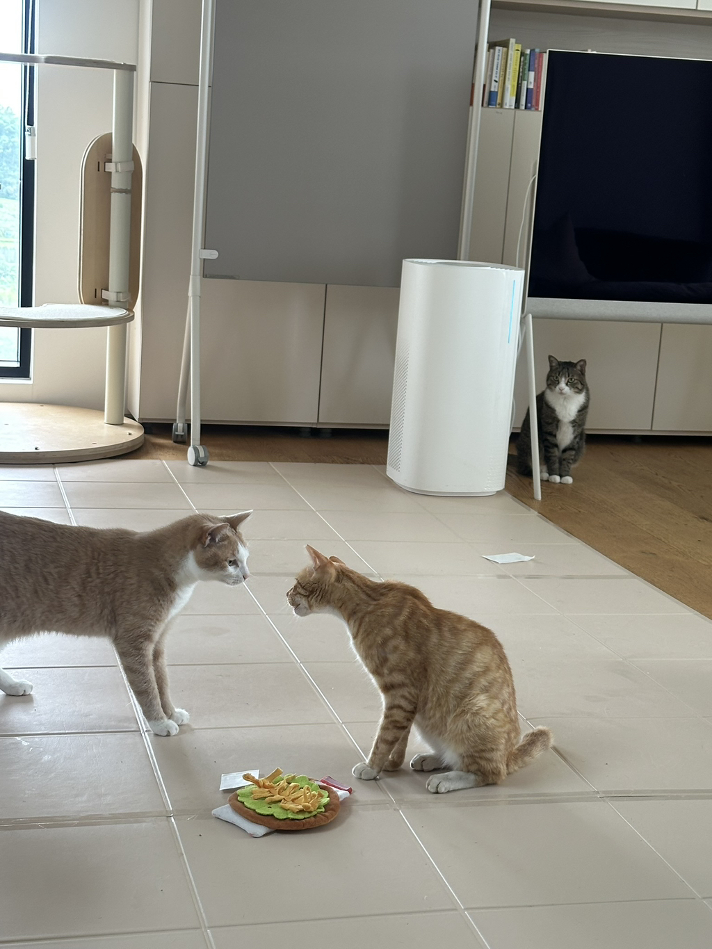 우리집 3냥이 구조전/구조후 비교 | 인스티즈