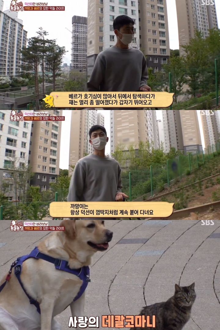 [동물농장] 리트리버에게 푹 빠진 길고양이들.jpg | 인스티즈